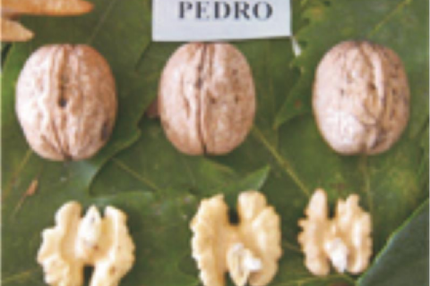 Pedro Ceviz