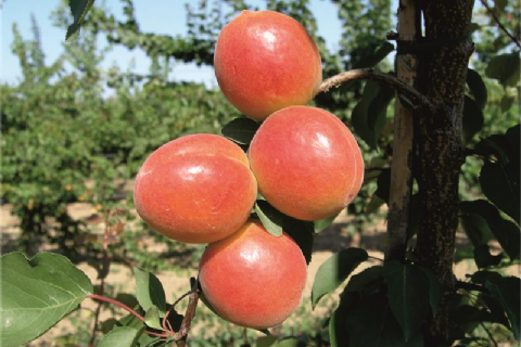 Orange-rubby Kayısı